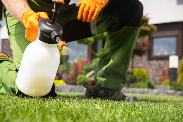 Best Affordable Pest Control Services  in Morgantown, WV