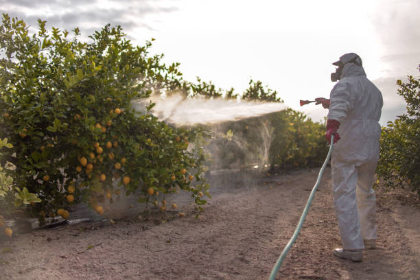 Best Best Pest Control Companies  in Morgantown, WV
