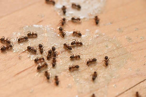 Best Best Pest Control Companies  in Morgantown, WV
