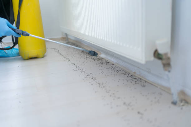 Best Wasp Removal Services  in Morgantown, WV